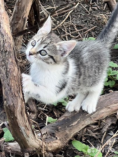 Милые Котята в добрые руки