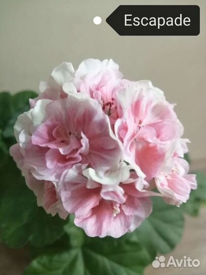 Укорененные черенки сортовых пеларгоний