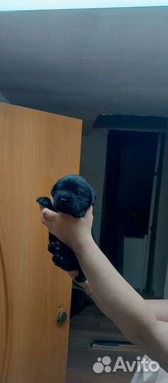 Щенки лабрадора