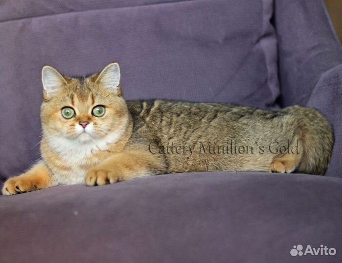 Кошечки в качестве домашних любимцев