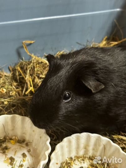 Морская свинка