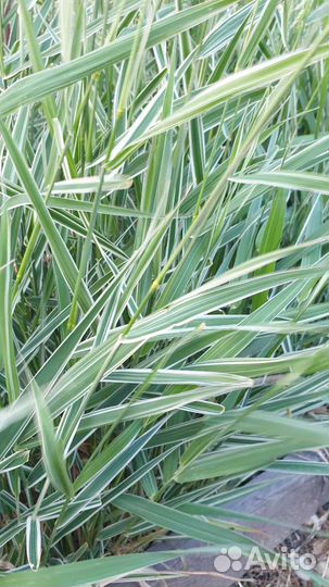 Пырей декоративный