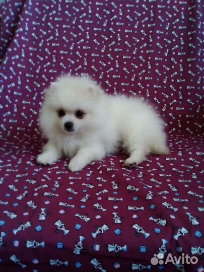 Щенки шпица мини