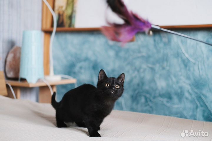 Ласковый, умный чёрный котёнок 2 мес