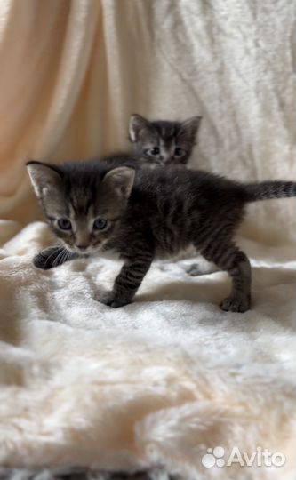 3 маленьких рыси