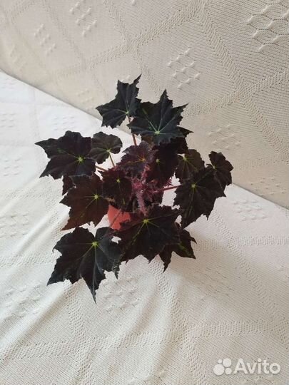 Бегония черный вельвет