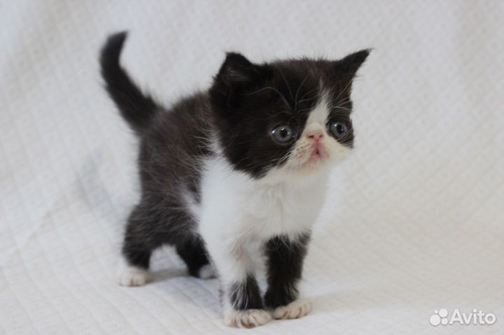 Породистые котята экзоты и персы