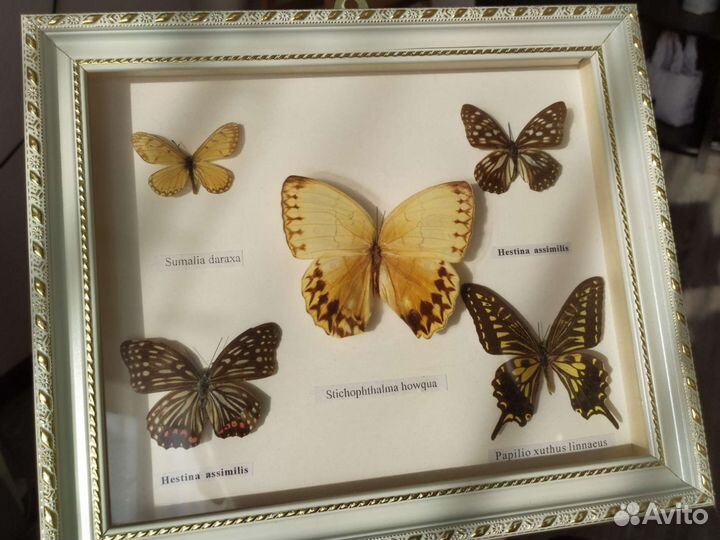 Засушенные бабочки в раме