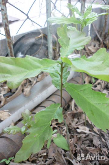 Саженцы дуба