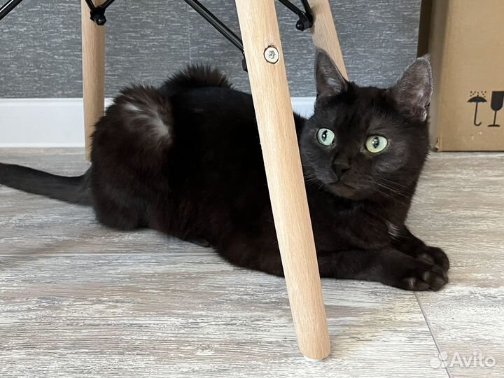 Кот Чушпан
