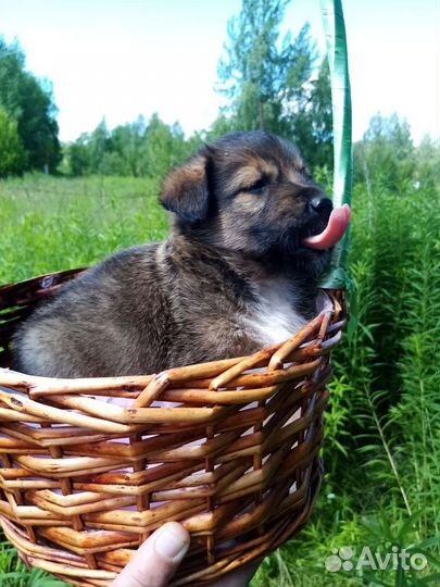 Собака
