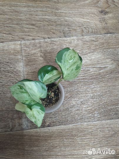 Эпипремнум