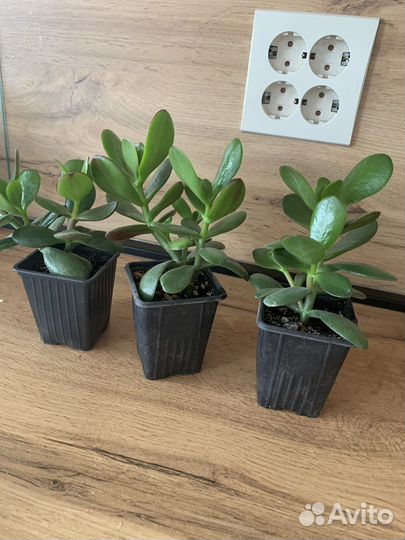 Крассула толстянка