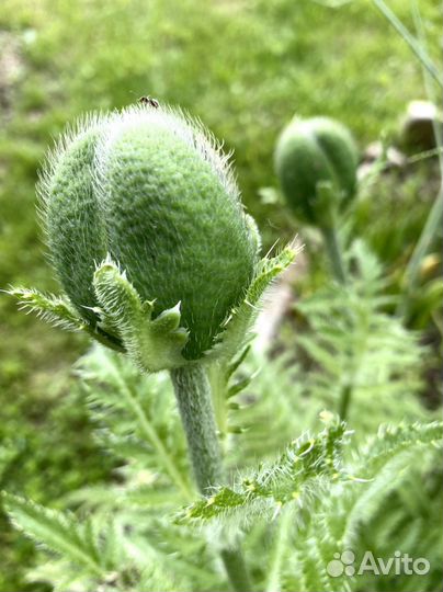 Семена Саженцы Мака восточного декоративного