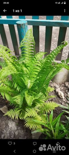 Папоротник