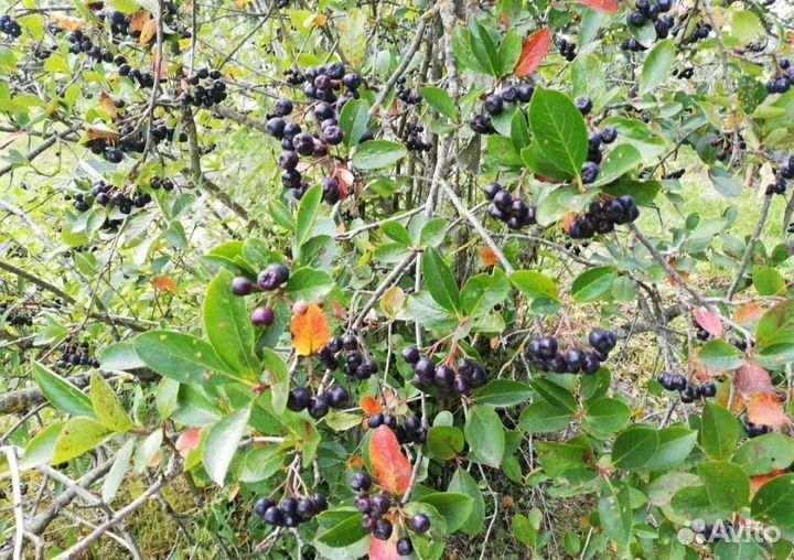 Арония черноплодная