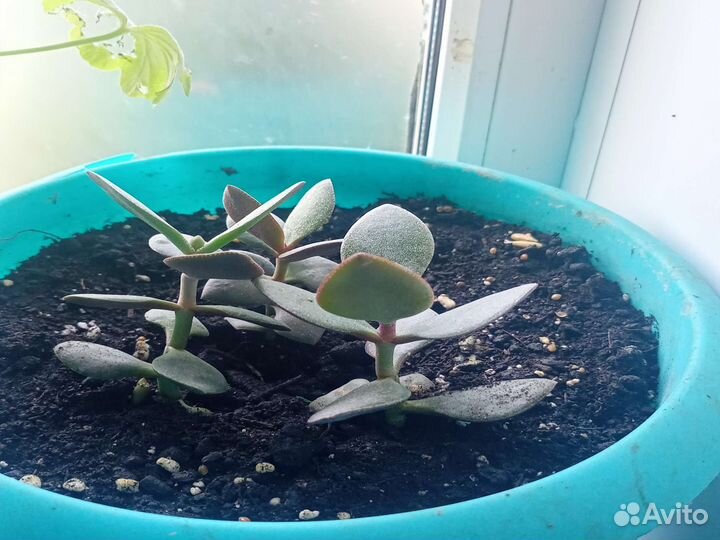 Растения для флорариума