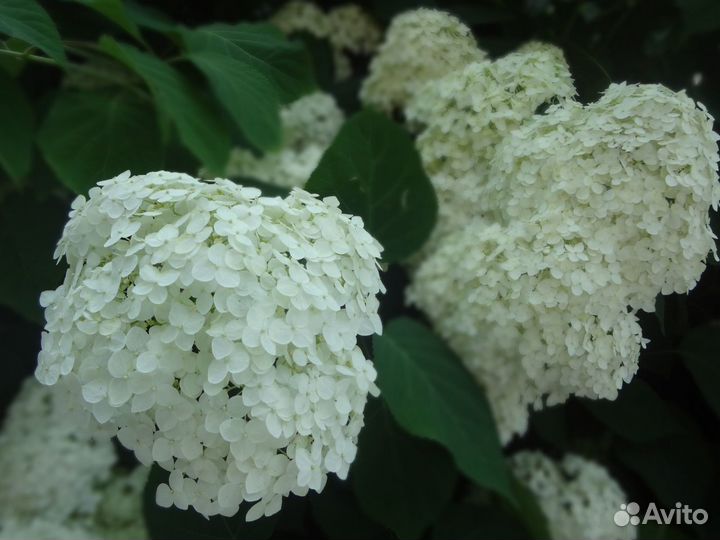 Гортензия древовидная