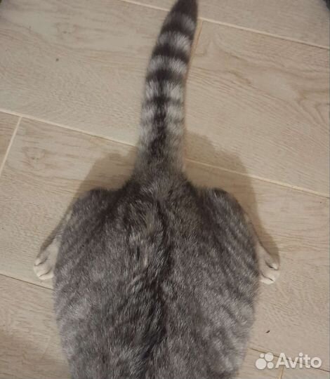 Кошка в дар бесплатно