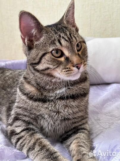 Кот на вязку