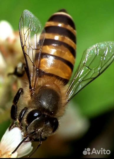 Продам пчелосемьи, пасеку