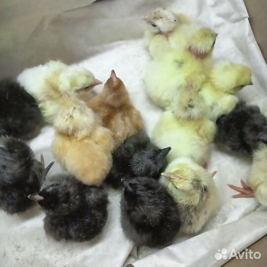 Цыплята