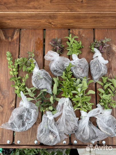 Мята сортовая