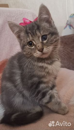 Кошечка бесплатно