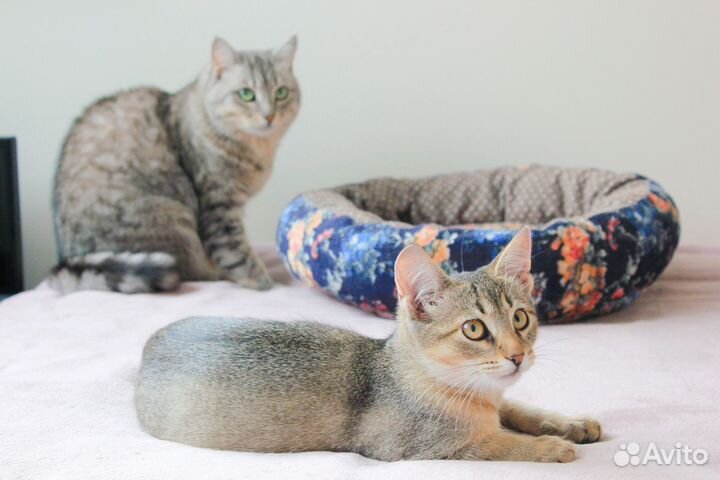 Ласковый котенок девочка (3,5 мес) в добрые руки