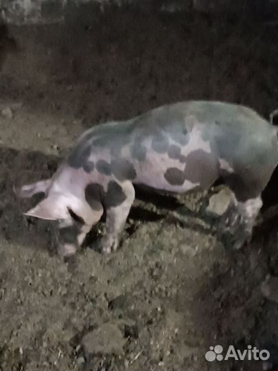 Поросята Пьетрен