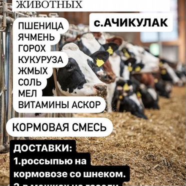 Корма зерно кукуруза