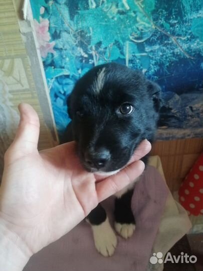 Щенки русско европейской лайки в добрые руки