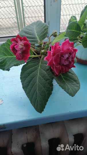 Комнатные цветы