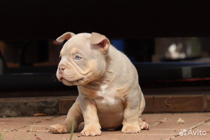 Собака американский булли