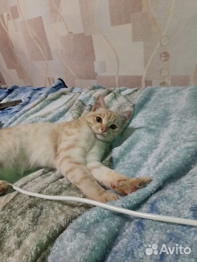 Кошка