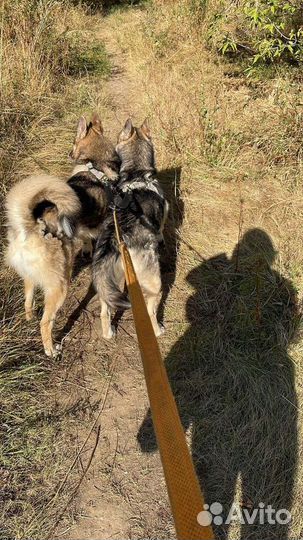 Лайка метис