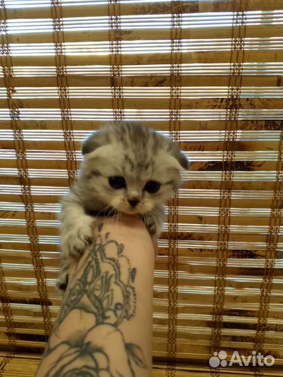 Британский вислоухий котенок