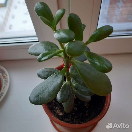 Денежное дерево-крассула