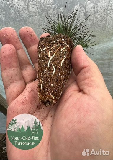 Сосна зкс окс сеянцы Ель Лиственница Голуб Горная