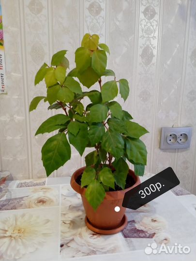 Домашние растения