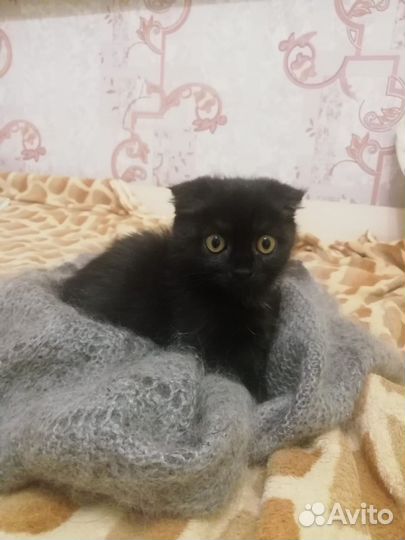 Кошка шотландская