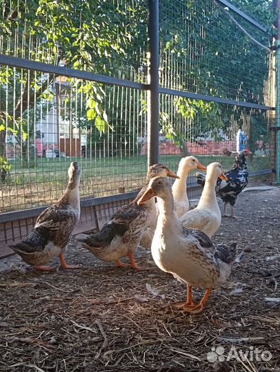 Молодые петухи и утки