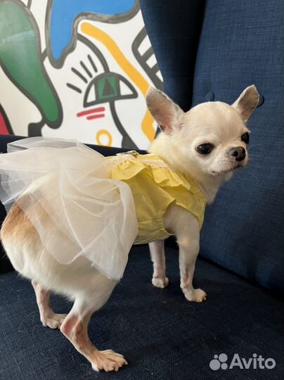 Одежда для собак