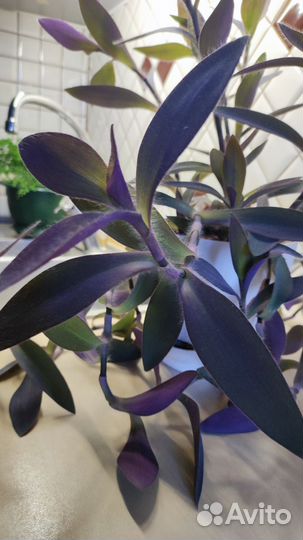 Пеларгония