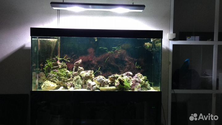 Морской аквариум tridacna 160