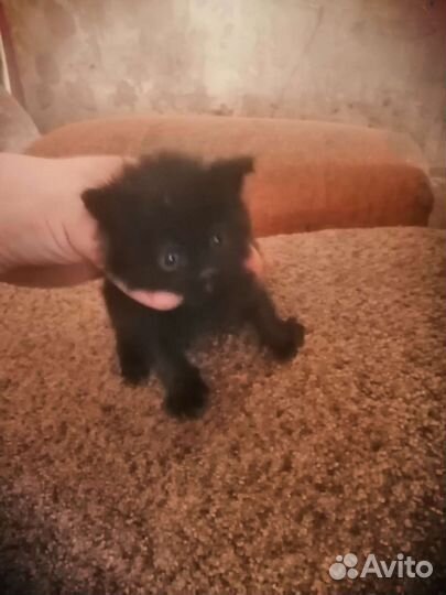 Кошка в дар бесплатно