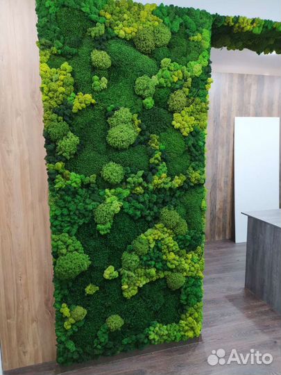 Мох на стене