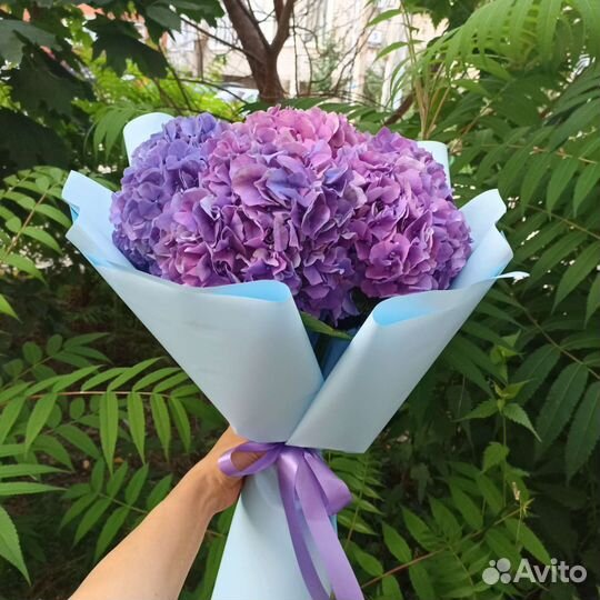 Невероятные синие и фиолетовые гортензии