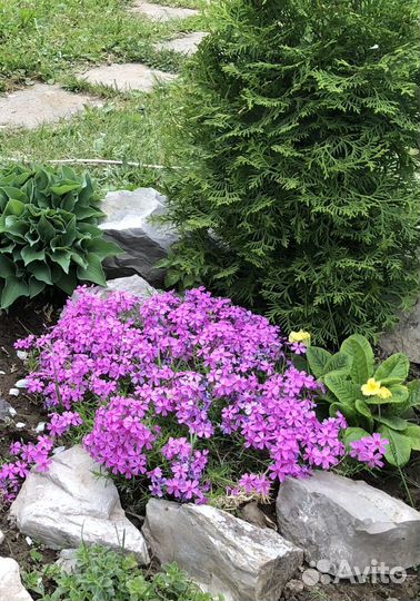 Буквица, дельфиниум,чистец, травянка,флокс