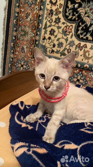 Кошка в дар